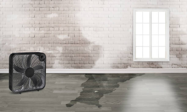 Best Residential water damage restoration  in Adrian, MI